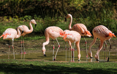 Pink flamingoes looking for food in a shallow pond