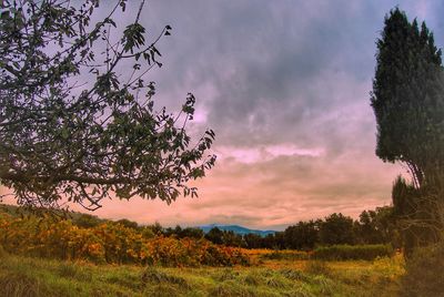 Trees on field against sky during sunset