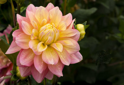 Close-up of pink flower blooming outdoors