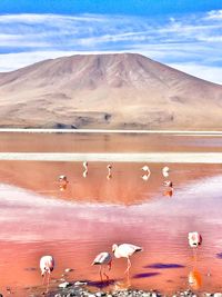 Birds in desert against sky