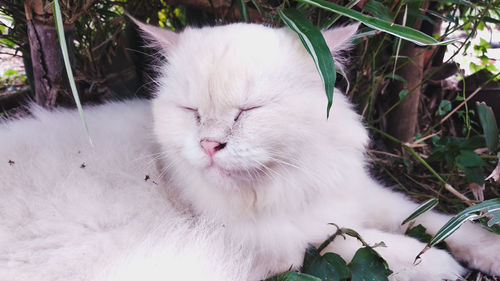 Portrait of a sleeping turkish angora cat under the bamboo leaves