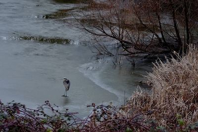 High angle view of gray heron perching on tree by lake during winter