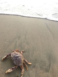 High angle view of crab on beach