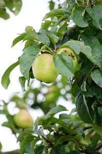 Low angle view of fruits on tree