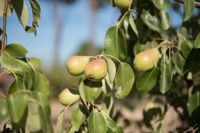 Close-up of berries growing on tree