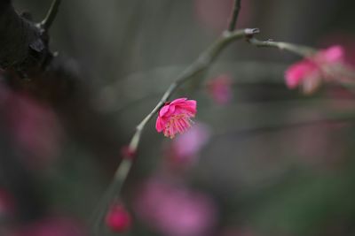 Close-up of pink flowers