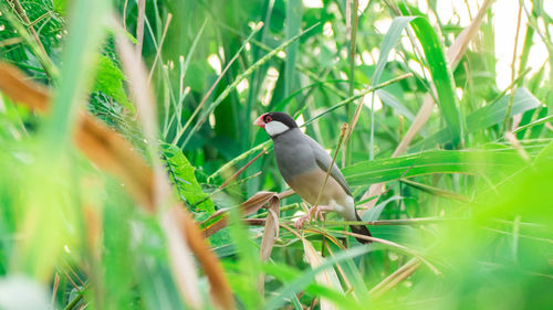 Bird perching on a field