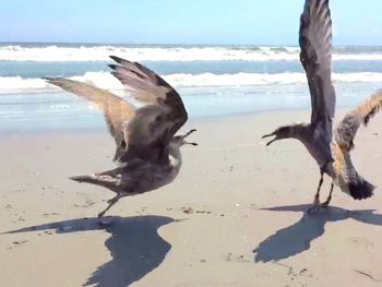 Birds flying over beach