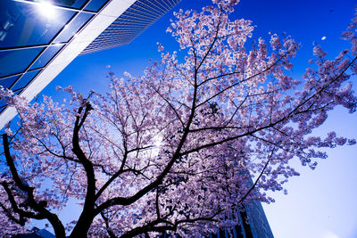 Low angle view of tree against blue sky