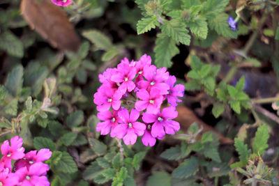 High angle view of pink flowering plant