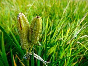 Close-up of plants growing in field