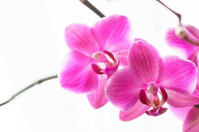 Close-up of pink flowers