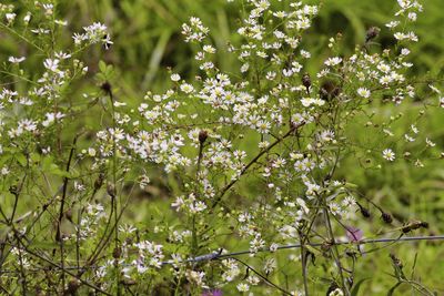 Close-up of white flowering plants on tree