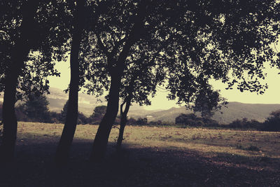 Bare trees on grassy field