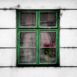 Flower plant on window