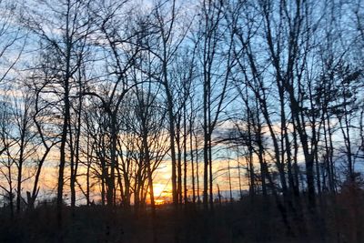 Silhouette bare trees in forest during sunset