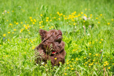 Squirrel on a field