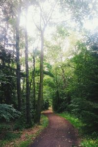 Road passing through forest