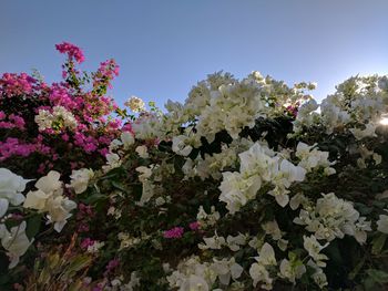 Low angle view of pink flowers blooming on tree against sky