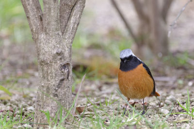 Close-up of bird perching on tree