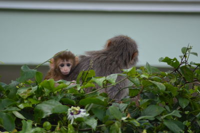 Close-up of squirrel against plants