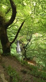 Stream passing through forest