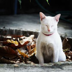 Close-up of a cat