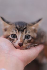 Close-up of cat