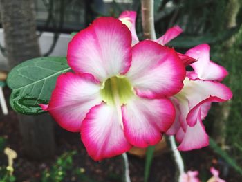 Close-up of pink flower blooming outdoors