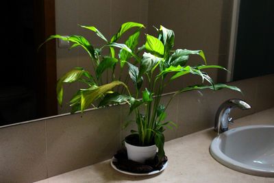 Close-up of potted plant at home