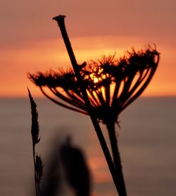 Close-up of silhouette plant against sunset