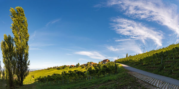 Plants growing on land against sky