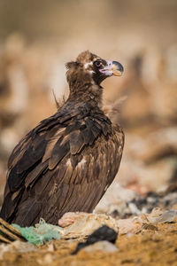 Close-up of bird perching on a leaf