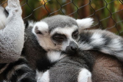 Close-up of a rabbit