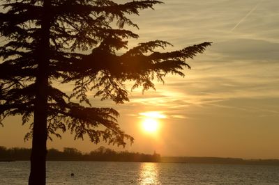 Silhouette tree by sea against sky during sunset