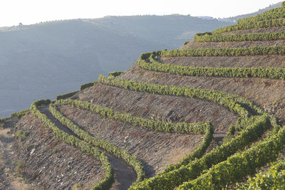 Scenic view of farm against sky