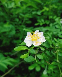 Close-up of white flowering plant