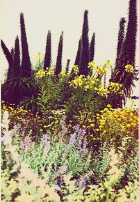 Low angle view of flowers growing on tree