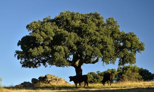 View of tree on field against sky