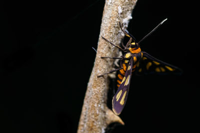 Close-up of butterfly