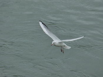 White swan flying over water