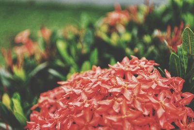 Close-up of red flowering plant