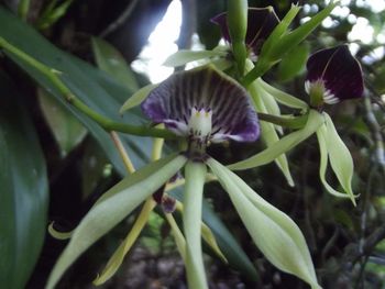 Close-up of purple flowers blooming outdoors