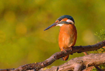 Close-up of bird perching on branch