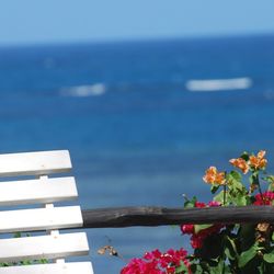 Close-up of flowers against sky