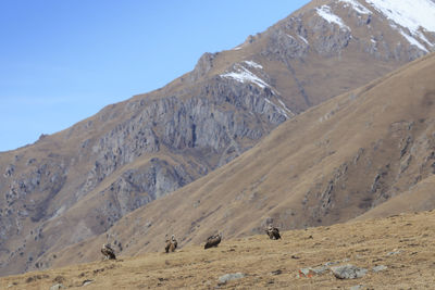 Griffon vultures on mountain against clear blue sky