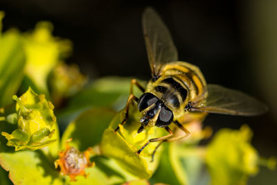 Close-up of insect on flower bud