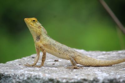 Close-up of a lizard