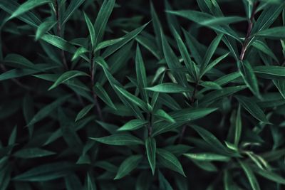 Full frame shot of plants