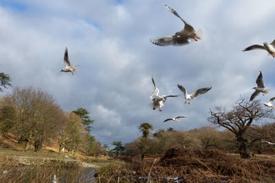 Birds flying over trees against sky